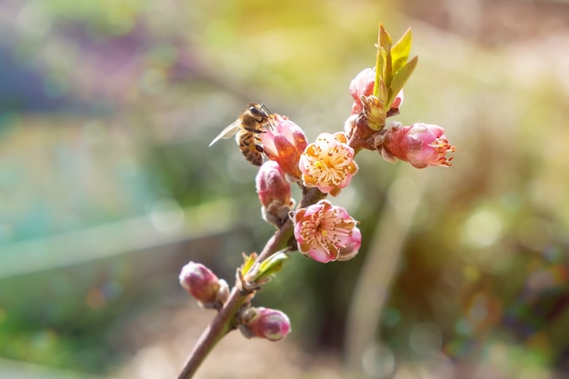 Honey bee collecting pollen from a blooming peach tree.