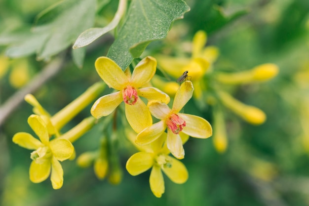 Honey bee on golden current flower