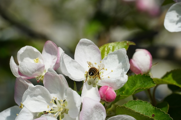 Honey bee on a white flower with a blurred background