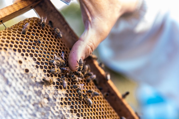 Free photo honey bees walking on wooden bee hives