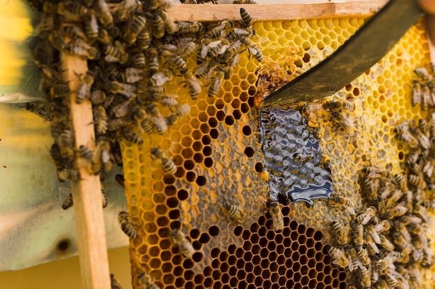 Honeycomb with bees