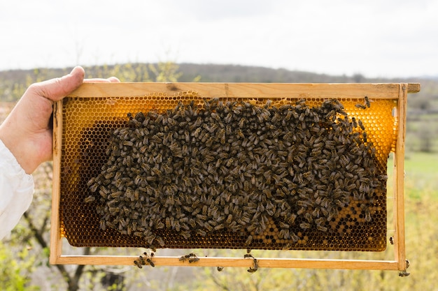 Honeycomb with bees