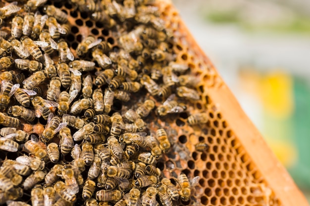 Honeycomb with bees