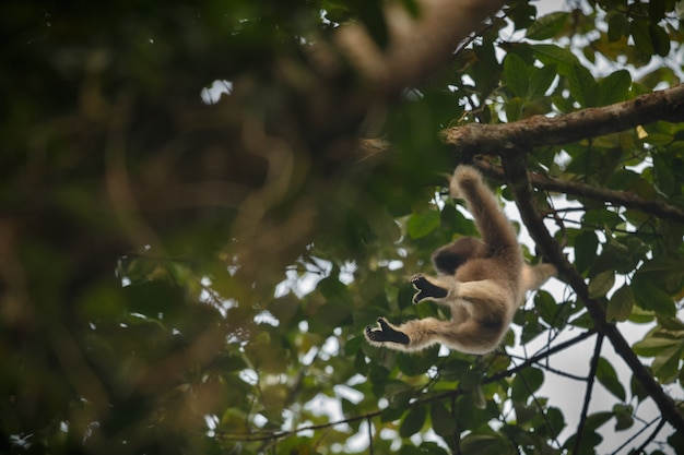 Free photo hoolock gibbon high on a tree wild indian monkey in the indian forest