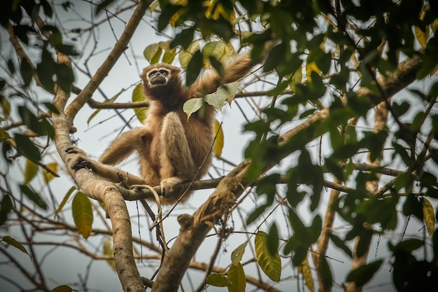 Free photo hoolock gibbon high on a tree wild indian monkey in the indian forest