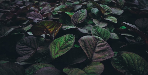 Horizontal closeup of green and purple plants growing in a greenhouse.