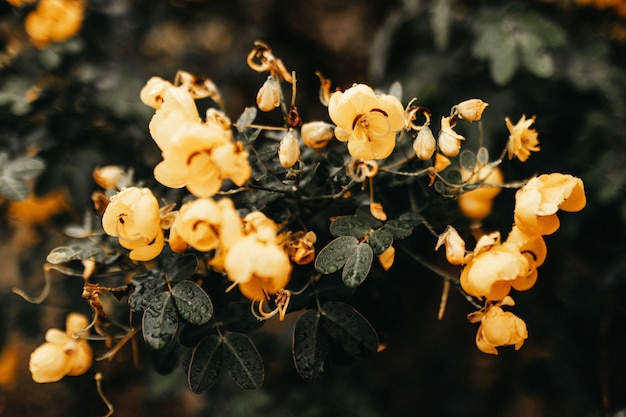 Free Photo horizontal closeup of a plant with green leaves and yellow flowers