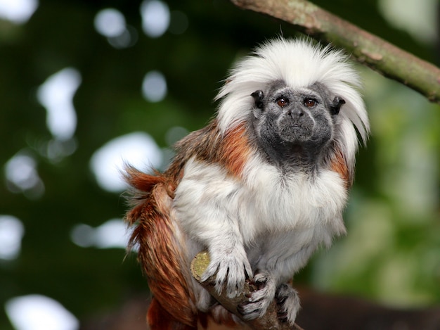 Horizontal closeup shot of a white and brown monkey sitting on the tree branch