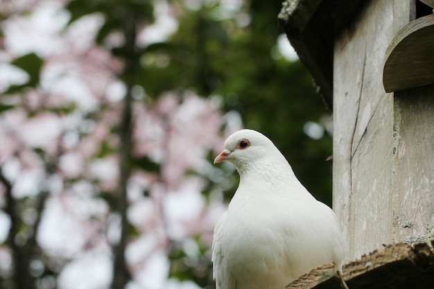 Horizontal hot of a beautiful white pigeon with a blurred