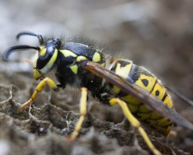 Free photo horizontal macro photograph of a wasp in a nest