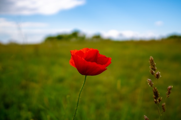 Free Photo horizontal shot of a beautiful red poppy in a green field during daylight