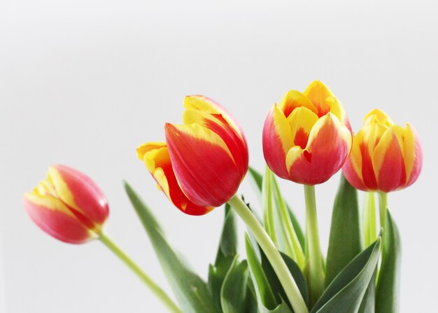 Horizontal shot of beautiful red and yellow tulips isolated on a white background