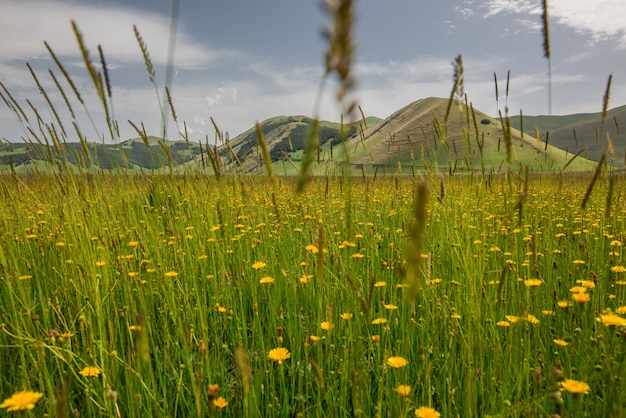 Free photo horizontal shot of beautiful yellow flowers in a grass field surrounded by high mountains in italy