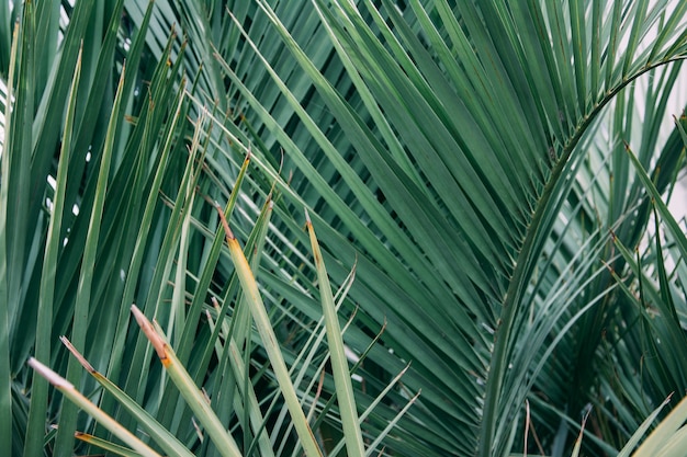 Free photo horizontal shot of a dense palm tree with sharp leaves