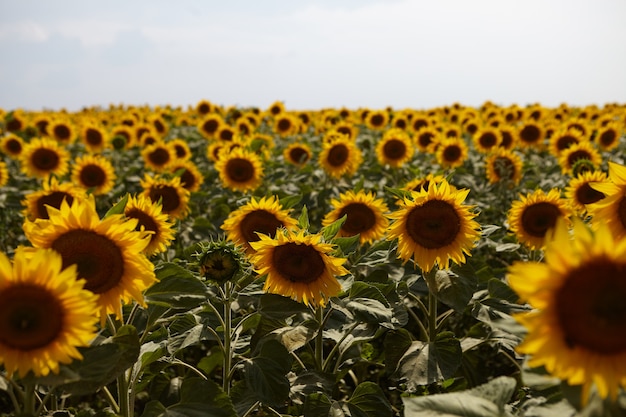 Horizontal shot of farmland with beautiful yellow sunflowers growing in countryside. Summertime outdoor view of crops planted on field in rural area. Agriculture, farming and harvesting concept