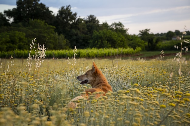 Free photo horizontal shot of a field of everlasting flowers with a brown dog in istria, croatia