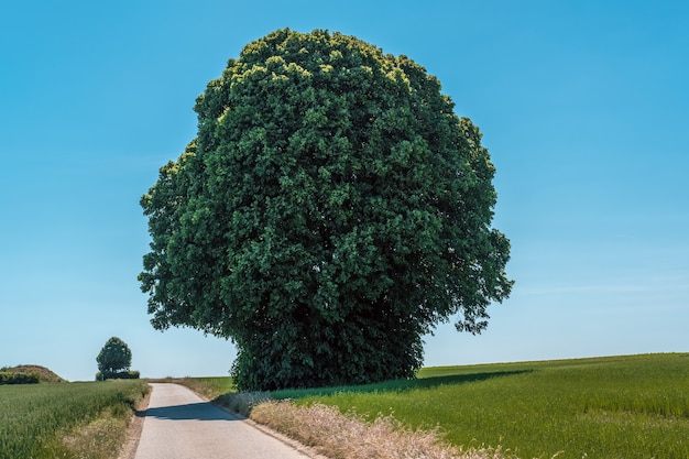 Free photo horizontal shot of a giant green tree in a field next to a narrow road during daylight