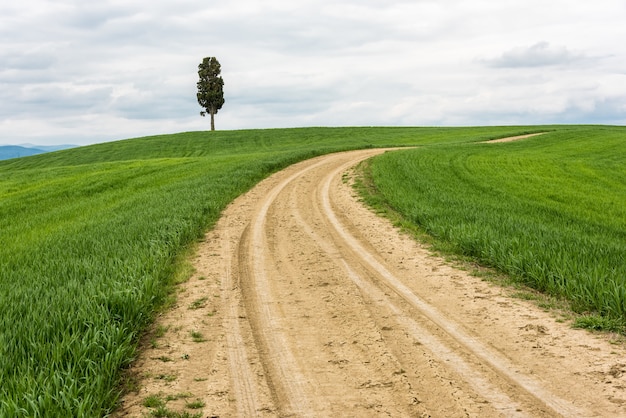 Horizontal shot of an isolated tree in a green field with a pathway under the cloudy sky