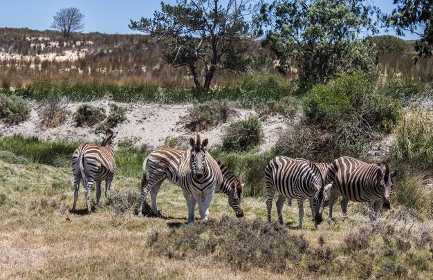 Horizontal shot of some zebras pasturing in grassland under the clear sky