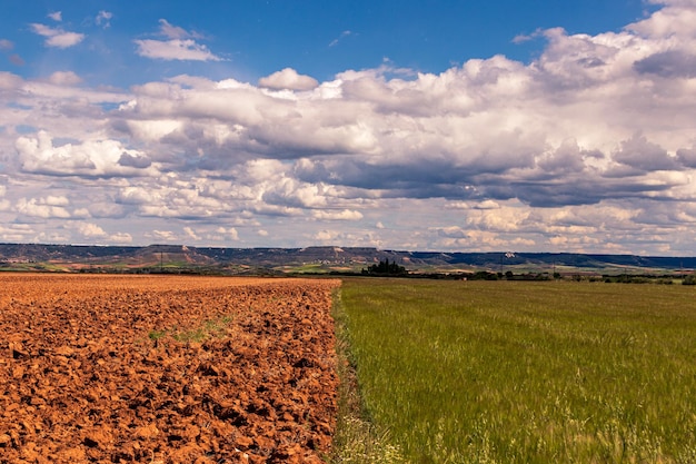 Free Photo horizontal shot of sunflower cropland and a field under the cloudy sky