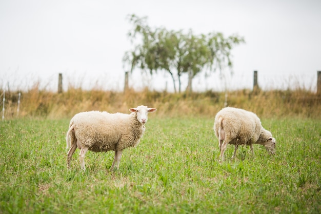 Horizontal shot of two white sheep walking and eating grass in a field during daylight