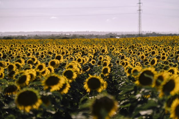 Horizontal view of beautiful sunflower fields on a nice day