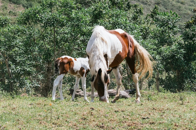 Horizontal view of a horse grazing next to her baby in a forest