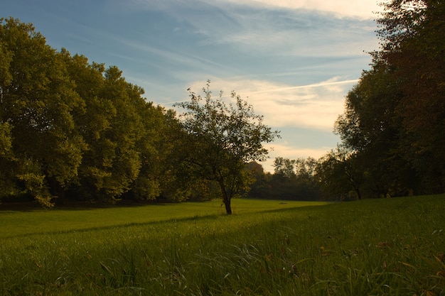 Free photo horizontal view of a tree standing alone on a green ground surrounded by a thick forest