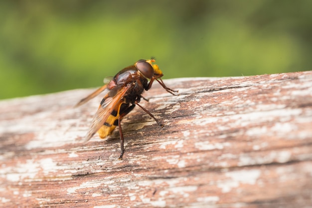 Hornet mimic hoverfly, Volucella zonaria, a Batesian mimic