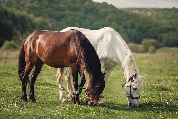 horse alezan brown ride mane