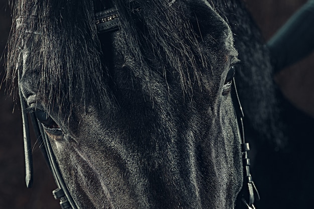 Horse eyes closeup portrait