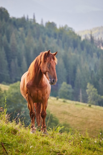 Horse grazes in a mountain pasture where after rain green pastures in the alpine zone in the Carpathians are covered with a sea of fog