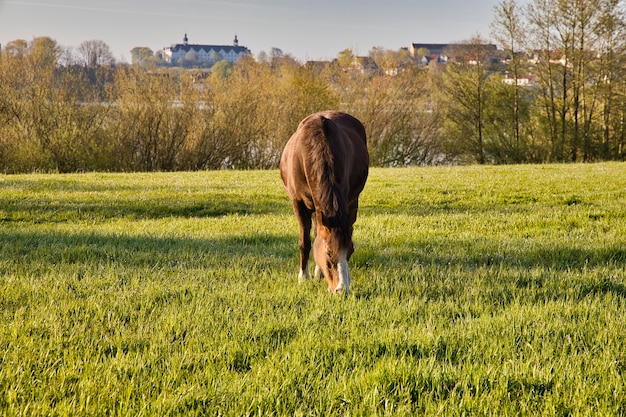 Free Photo horse grazing on the green meadow with the plon castle in in germany