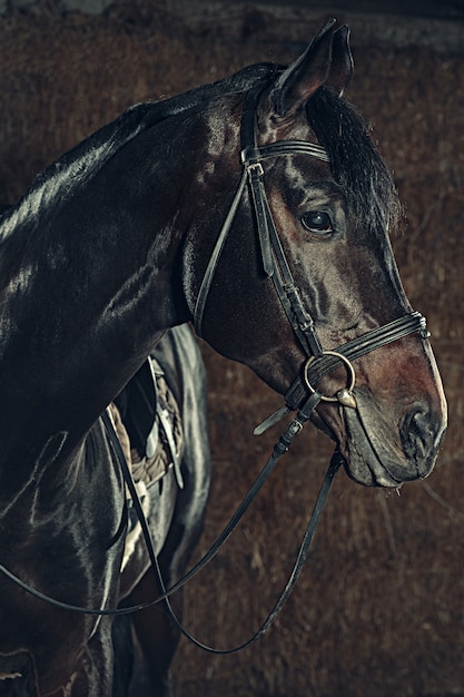 Horse head portrait