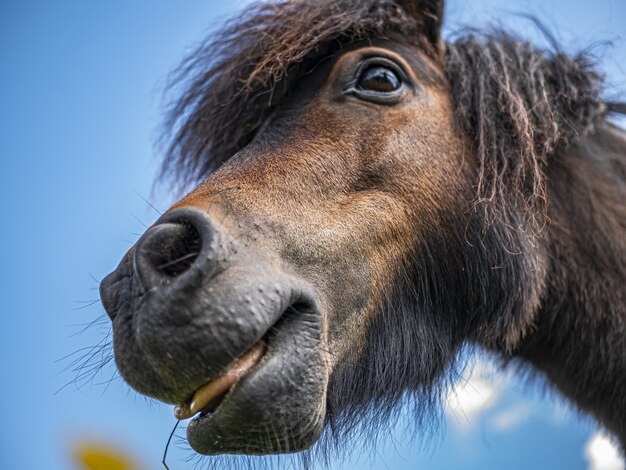 Horse on the meadow in spring