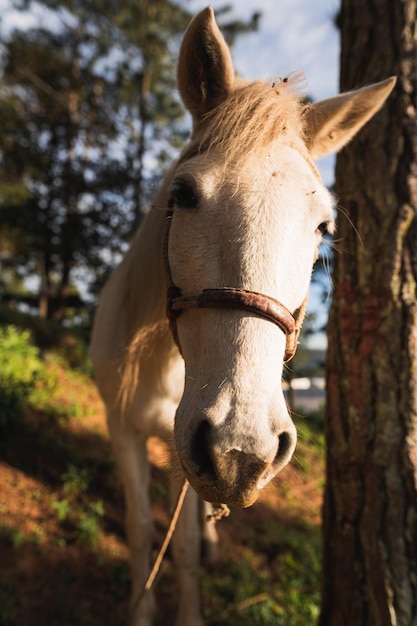 Free photo horse, nature and a beautiful golden hour sunset