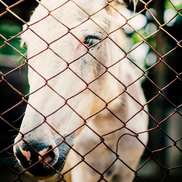 Horse Ranch Equine Breed Animal Farm Concept 