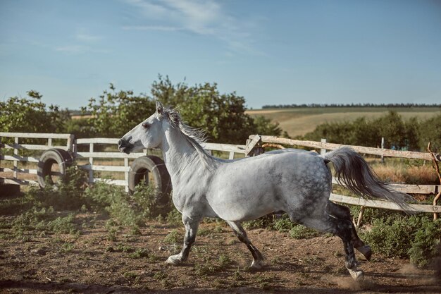 Horse running in the paddock on the sand in summer. Animals on the ranch.