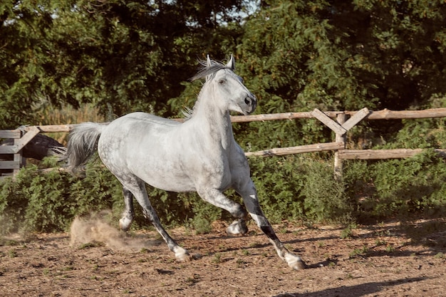 Free photo horse running in the paddock on the sand in summer. animals on the ranch.