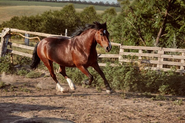 Horse running in the paddock on the sand in summer. Animals on the ranch.