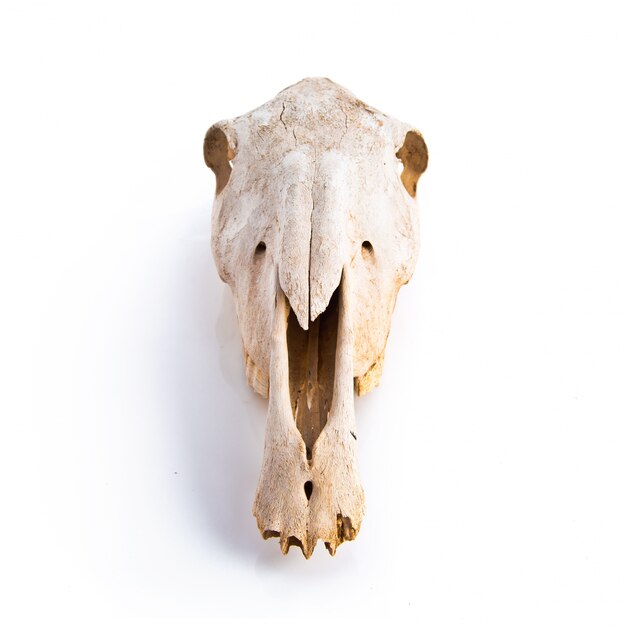 Horse skull