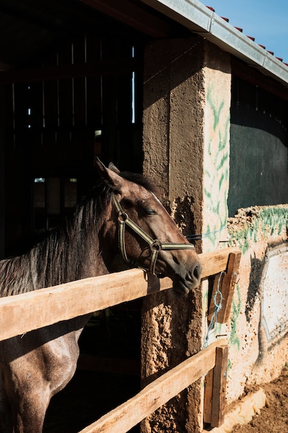 Free photo horse standing with the head outside of the stable