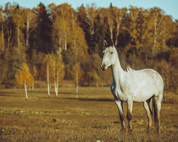 Free photo horse walking