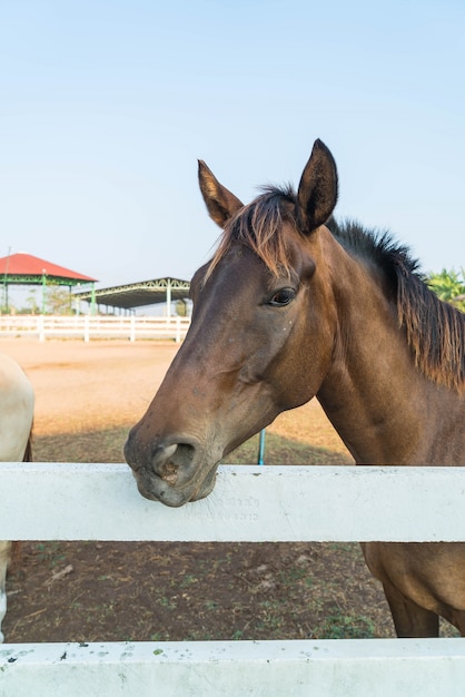 Free Photo horse