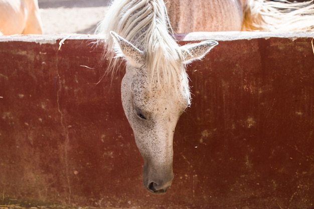 Free photo horse