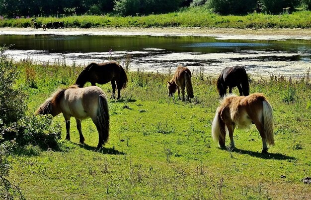 Horses grazing in the valley near the lake in a rural area