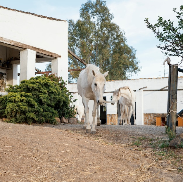 Horses roaming free at the farm