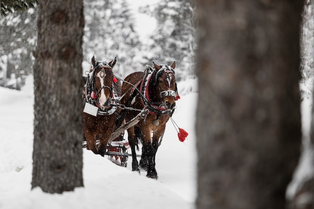 Free photo horses running on cold winter forest