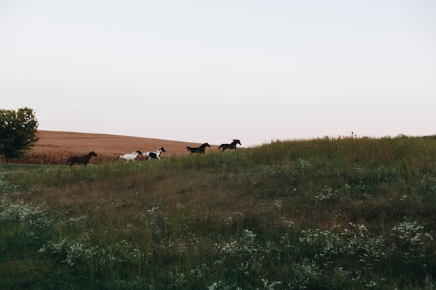 Free Photo horses running on a hill