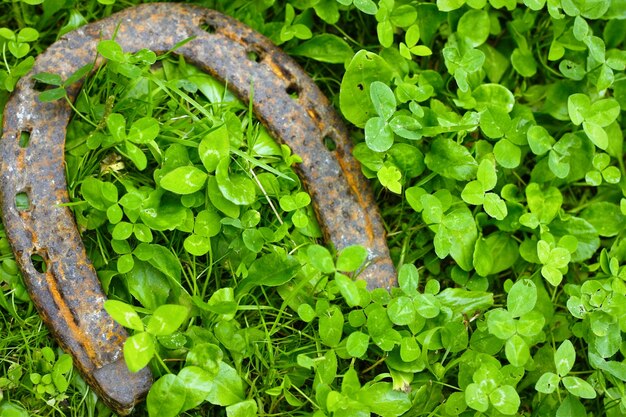 Horseshoe on clovers